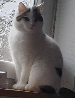 Kater mit Freigang sucht neues Zuhause - Balingen