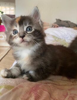 Noch zwei süße Maine Coon/Ragdoll Babys abzugeben - Erftstadt