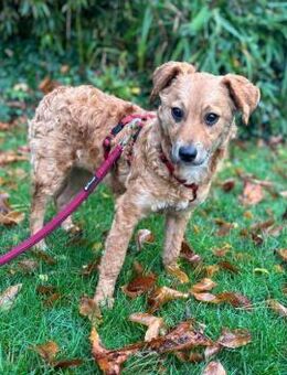 Ella Zauberfee sucht ihre Menschen - Großefehn