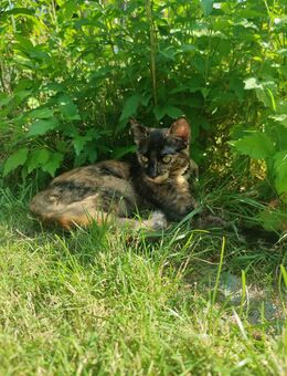 Katze sucht Zuhause - Lünen