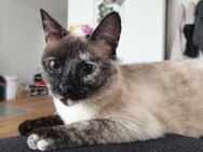 Verschmuste Siam-Mix-Katzen Magic&Lesly - Karlsruhe