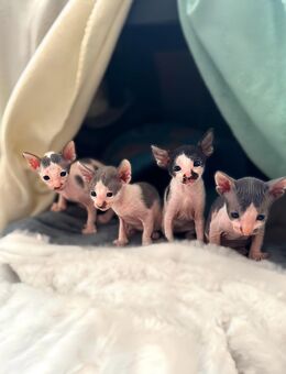 Cornish Rex Kitten Verfügbar - Chemnitz
