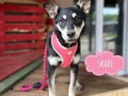 Skadi eine verspielte kleine Hündin - Flörsheim-Dalsheim