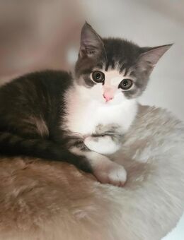Heilige Birma Kitten Kater Katze BKH - Saaldorf-Surheim