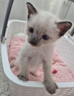 Siamkitten suchen zuhause - Hösbach