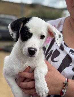Pepito; ungewollter Welpe Bodeguero - Geilenkirchen