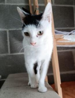 Die liebe Tilda sucht ihr Körbchen - Aichwald