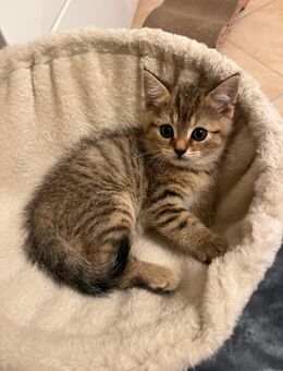 Baby Katze zum verkauf - Bersenbrück