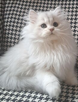 Bkh black silver shaded und blh black silver color point kitten mädchen - Heidelberg