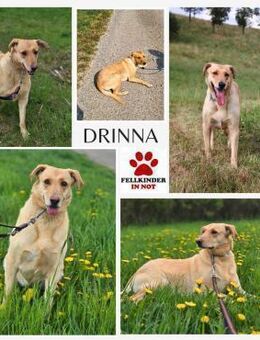 ängstliche Drinna hofft auf eine Chance - Margetshöchheim