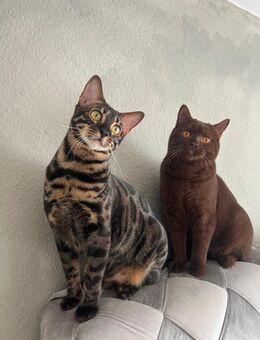 Katzenpärchen sucht ein neues zu Hause - Konstanz