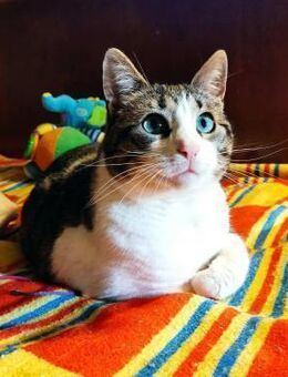 Tolles kleines Katzenmädchen MISSY♥️ - München