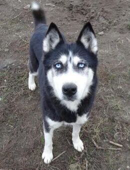 Alisa - Rennmaus - Süderbrarup