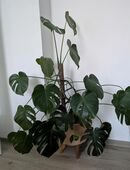 Große Monstera deliciosa (ohne Übertopf) in 68519