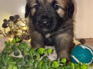 Leonberger-Mix Welpen - Berkatal