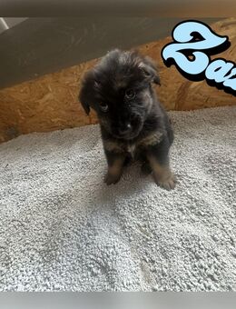 Schäfer/Collie - Mix - Jüchen