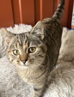 Dalia - Entertainerin - Süderbrarup