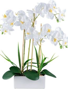 Kunstorchidee Orchidee Phalaenopsis, Creativ green, Höhe 58 cm, mit Graszweigen arrangiert