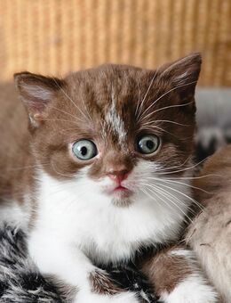 Bkh Kitten mit Stammbaum - Bönen