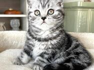 BKH Black Silver Tabby - Überlingen