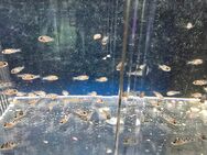 Giraffenbuntbarsch (Nimbochromis venustus) Nachwuchs - Wuppertal