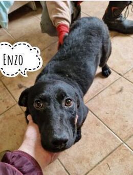 Enzo ein braver - Mannheim