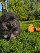 Zwergspitz/ Kleinspitz Welpen mix in 28857