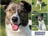 BUDDY * ein ganzer Kerl - Duisburg