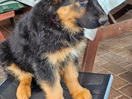 Schäferhund-Mix Welpe - Pritzwalk