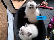 Reinrassige BKH Kitten - Pforzheim