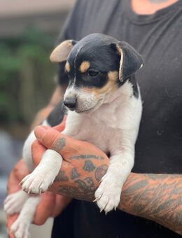 Jack Russel Welpen - Quedlinburg Gernrode