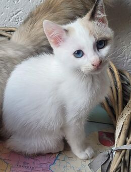 Heilige Birma mix Katerchen - Mörfelden-Walldorf