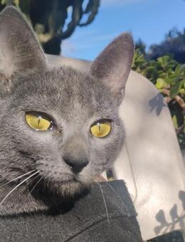Ataxie-Kätzchen Tapeni in FFM (ALO) - Geisenheim