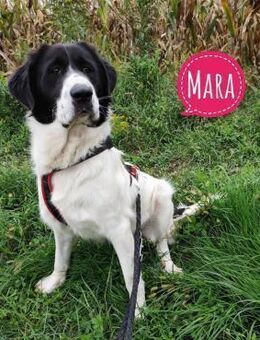 Mara die allerliebste wundervolle - Flörsheim-Dalsheim