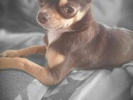 Mini Chihuahua Hündin - Halberstadt