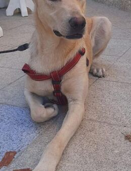 Rocky ist noch schüchtern - Donaueschingen