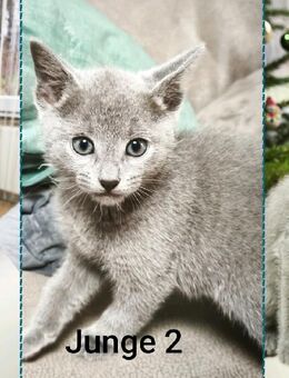 Russisch Blau Kitten - Straßenhaus