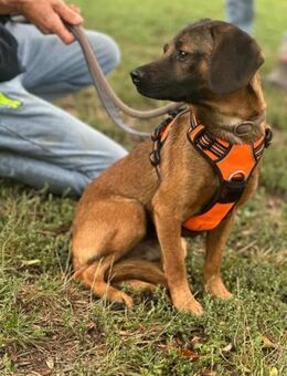 Belfegor wünscht sich tolle Abenteuer - Nordwalde