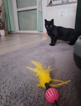 Katze schwarz - Weiden (Oberpfalz)