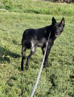 Rusty sucht seine Familie - Neuried (Baden-Württemberg)