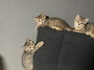 BKH Mischung Babykatzen/Kitten - Kolbermoor