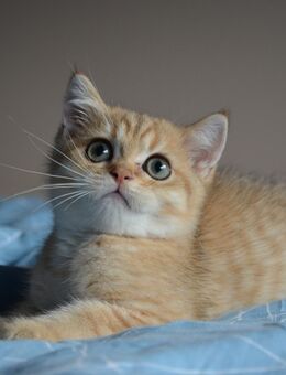 Süße BKH Babykatzen - entwurmt und geimpft - Dannstadt-Schauernheim