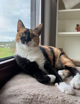 Cookie aus dem Tierschutz - Grevenbroich