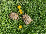 2 Schildkröten THB 2022 - Reinheim