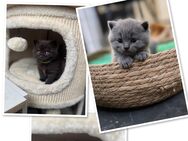 reinrassige BKH Kitten in Lilac/ Dark Choclate - Köln