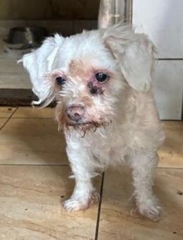 Lotti 2 PP Kleine Bologneser-Omi - Neustadt (Rübenberge)