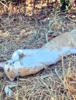 Offener, junger Kater Luis - Karlsruhe