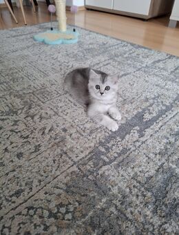 Bkh Kitten mit blauen Augen. Reinrassige Kitten. - Gerlingen