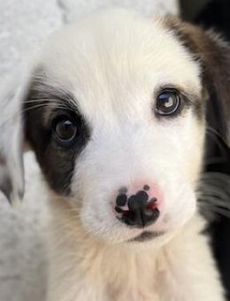 Alain, geb. ca. 06/2023, GRIECHENLAND - Markdorf