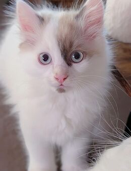 Ragdoll - Maine Coon - Norwegischer Waldkatze - Mix Kitten sucht Zuhause - Kröpelin